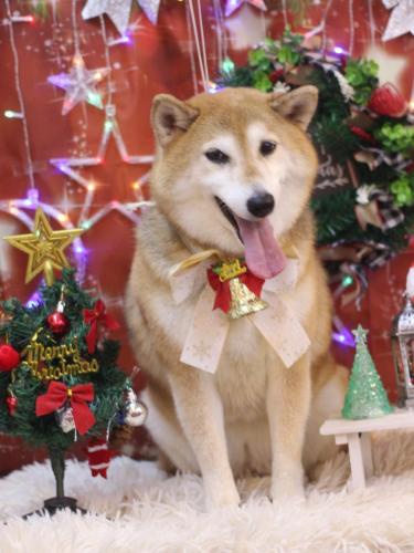 20231220こはるちゃん